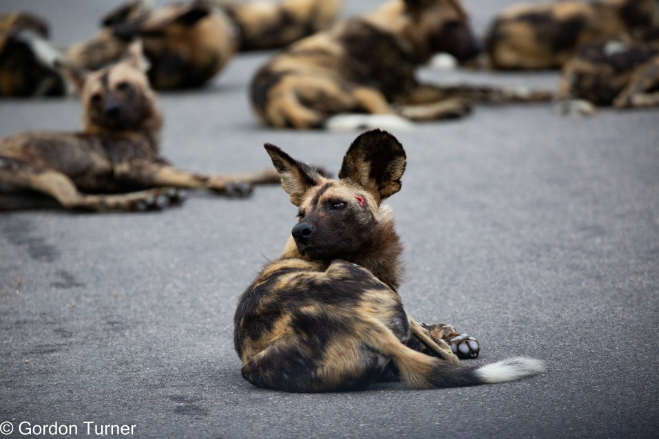 <h2>The Best of South Africa Escorted 2023</h2> 14 Nights | 6 Rounds | March 11 - 25